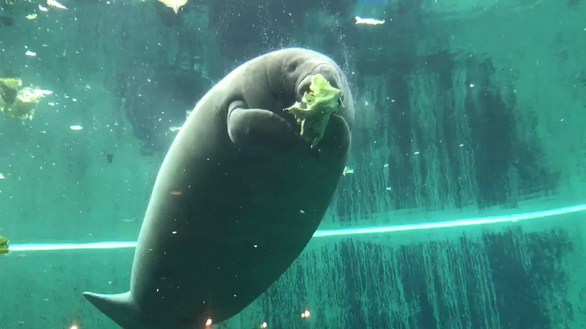 レタスを食べるマナティが可愛いすぎるからみんな見て