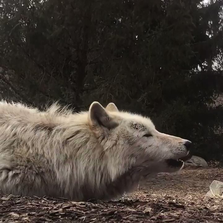 RT @nywolforg: Good night ???? #standforwolves https://t.co/t5yu6SpcYj