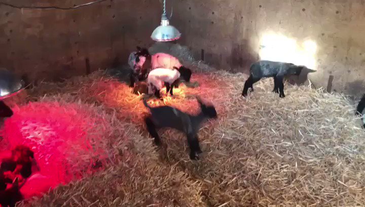 RT @Hopefield_Essex: Our lambs have a spring in their step! ???????? https://t.co/yDlr5cupg9