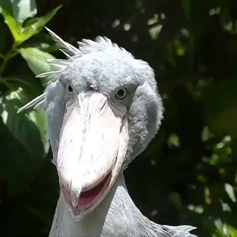 RT @AMAZlNGNATURE: The amazingly unique Shoelbill Stork https://t.co/M0TFKqRXSu