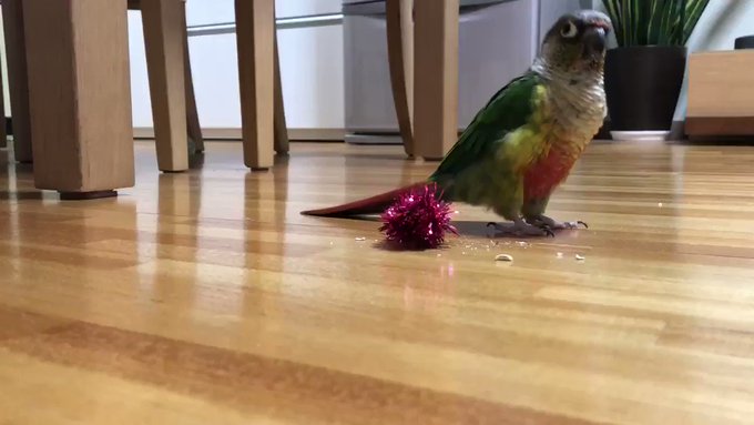 器用にポンポンを取る我が家のチア男子!😂#ウロコインコ#インコのこころ#チア男子 器用にポンポンを取る我が家のチア男子!😂#ウロコインコ#インコのこころ#チア男子