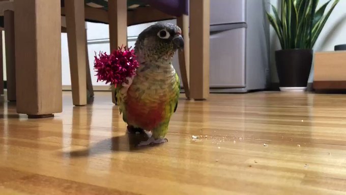 ポンポンを持って、少しずつ近づいてくる!気をひこうとしてる!😂😂「なー、なー、俺可愛い?」byこころ#ウロコインコ#イン ポンポンを持って、少しずつ近づいてくる!気をひこうとしてる!😂😂「なー、なー、俺可愛い?」byこころ#ウロコインコ#イン