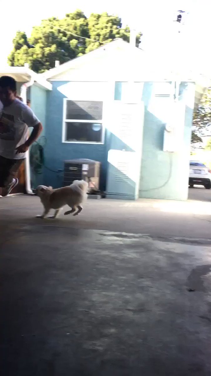 犬を飼ったらパパのデレデレが想像の斜め上だった