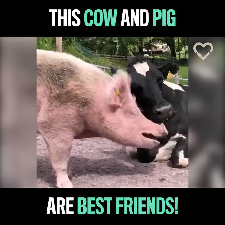 RT @1mDollarVegan: So cute! ???? https://t.co/3Yw2wdWl9r