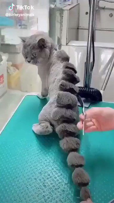 ネコゴジラ🐈🐾🐉これが本当のシン・ゴジラ…?酷いのか、トリミングと言えるのか微妙な境界線です。 ネコゴジラ🐈🐾🐉これが本当のシン・ゴジラ…?酷いのか、トリミングと言えるのか微妙な境界線です。