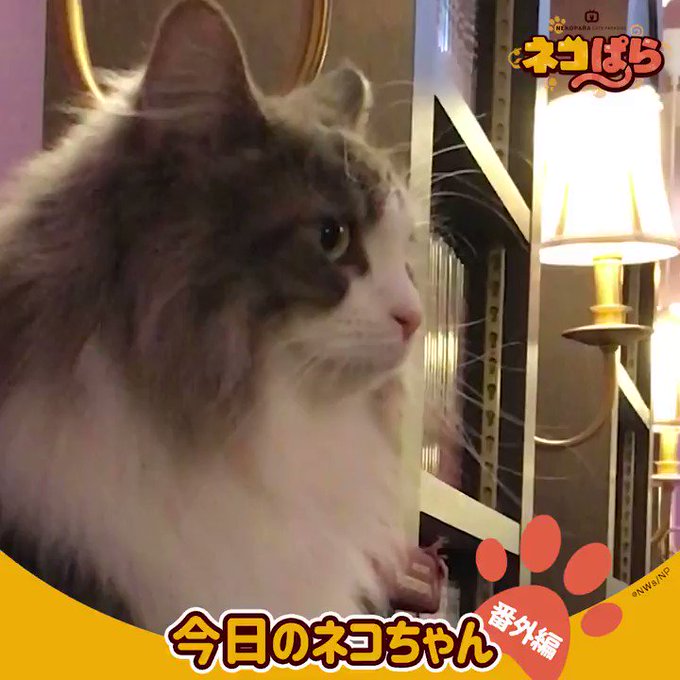 🐈━━━━━━━━━🐈 今日のネコちゃん 番外編🐈━━━━━━━━━🐈♬リリースイベント情報はこちら♬#ネコぱ 🐈━━━━━━━━━🐈 今日のネコちゃん 番外編🐈━━━━━━━━━🐈♬リリースイベント情報はこちら♬#ネコぱ