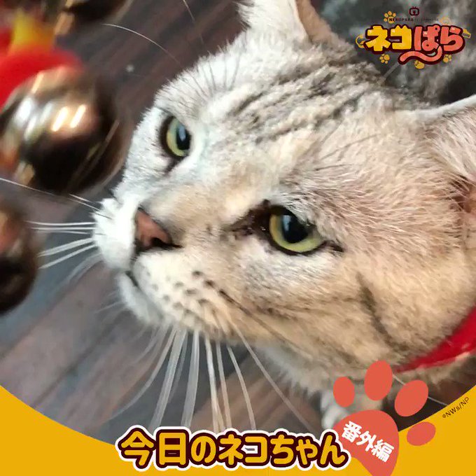🐈━━━━━━━━━🐈 今日のネコちゃん 番外編🐈━━━━━━━━━🐈📱配信情報はこちら📱🐾dアニメストア🐾d 🐈━━━━━━━━━🐈 今日のネコちゃん 番外編🐈━━━━━━━━━🐈📱配信情報はこちら📱🐾dアニメストア🐾d