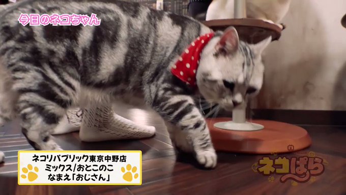 /📢(ΦωΦ){ #ネコぱら✨今日のネコちゃん📺\🐈━━━━━━━━🐈 今日のネコちゃん 🐾第3回🐾 お /📢(ΦωΦ){ #ネコぱら✨今日のネコちゃん📺\🐈━━━━━━━━🐈 今日のネコちゃん 🐾第3回🐾 お