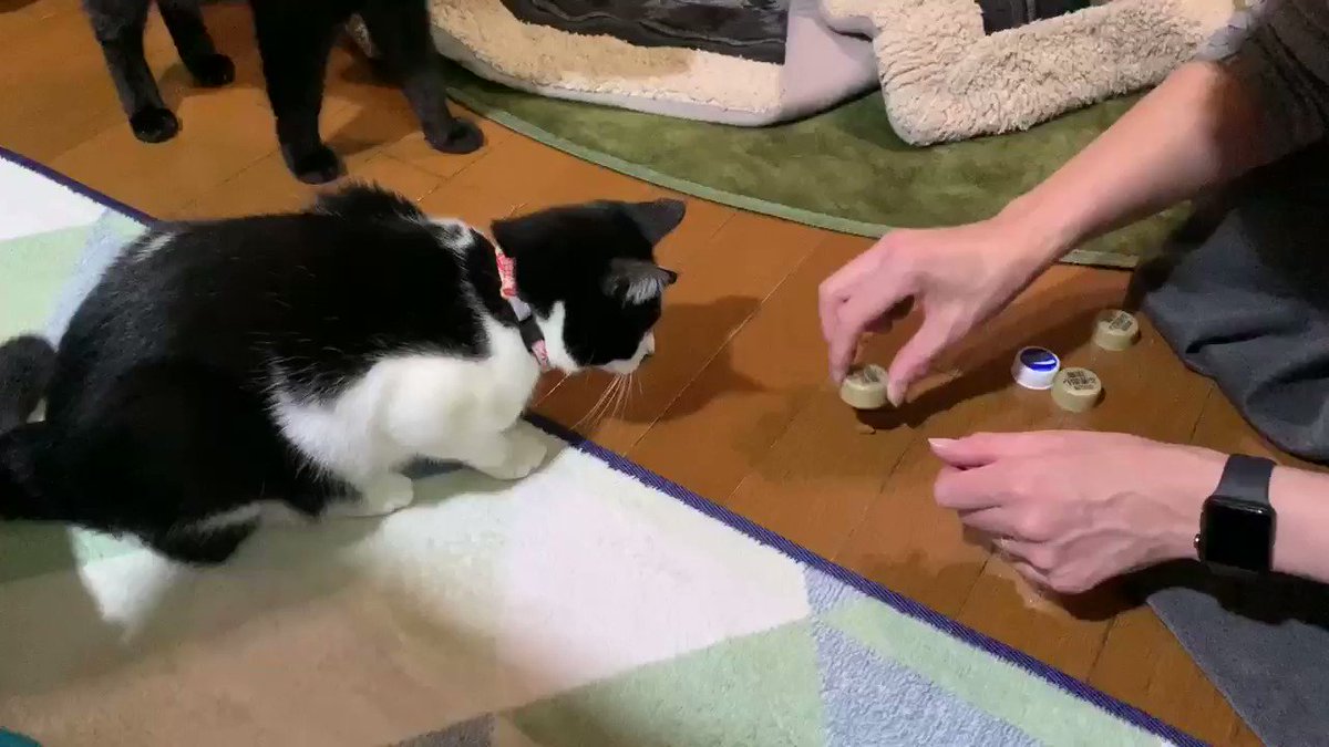 エサを隠した場所を見事に当てる猫ちゃん なんと的中率は80