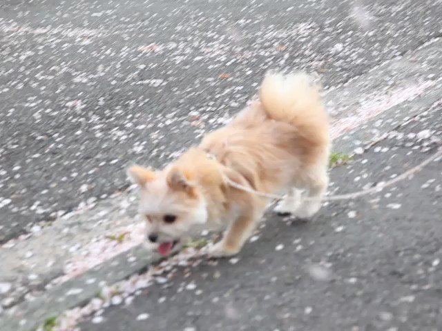 おはようございます😃今日もハニーは元気です!散歩コースの途中に桜が咲いています沢山の花びらが落ちていたので、ハニーと遊ん おはようございます😃今日もハニーは元気です!散歩コースの途中に桜が咲いています沢山の花びらが落ちていたので、ハニーと遊ん