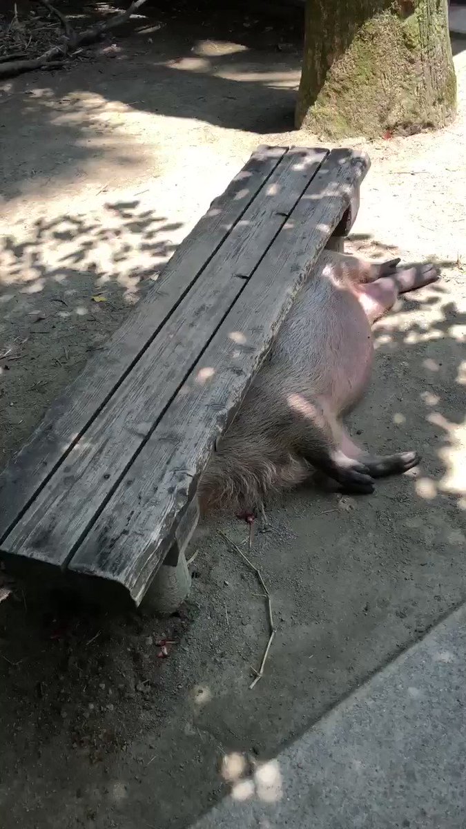なにこのベンチ What A Bench カピバラ Capybara Animal 動物 Page Me