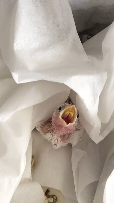 こんにちは。我が家のケイオスドラゴンならぬケイオス文鳥に餌付けちう。ピーピー煩ったいのですが、餌を流し込んであげるとピタ こんにちは。我が家のケイオスドラゴンならぬケイオス文鳥に餌付けちう。ピーピー煩ったいのですが、餌を流し込んであげるとピタ
