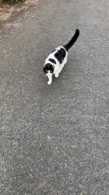 ストック映像#田舎暮らし#猫🐯#Island yoron #JAPAN 🏝昭和な暮らし 😶🦦🌺 ストック映像#田舎暮らし#猫🐯#Island yoron #JAPAN 🏝昭和な暮らし 😶🦦🌺