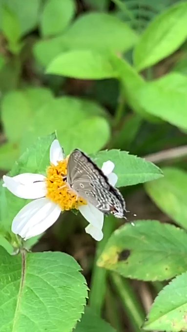 与論島 蝶🦋2種類目#Island yoron #JAPAN 🦋🐉🦋 与論島 蝶🦋2種類目#Island yoron #JAPAN 🦋🐉🦋