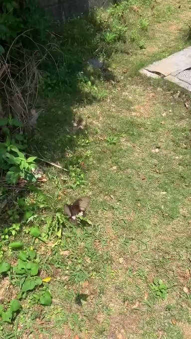 与論島の蝶🦋3種類目#Island yoron #JAPAN 🐉🦦🌺🦋 与論島の蝶🦋3種類目#Island yoron #JAPAN 🐉🦦🌺🦋