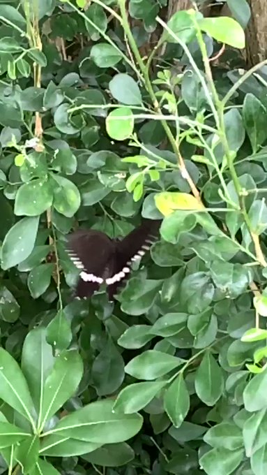 与論島の蝶🦋4種類目🙄コイツは ほぼ一年中観る#Island yoron #JAPAN 与論島の蝶🦋4種類目🙄コイツは ほぼ一年中観る#Island yoron #JAPAN