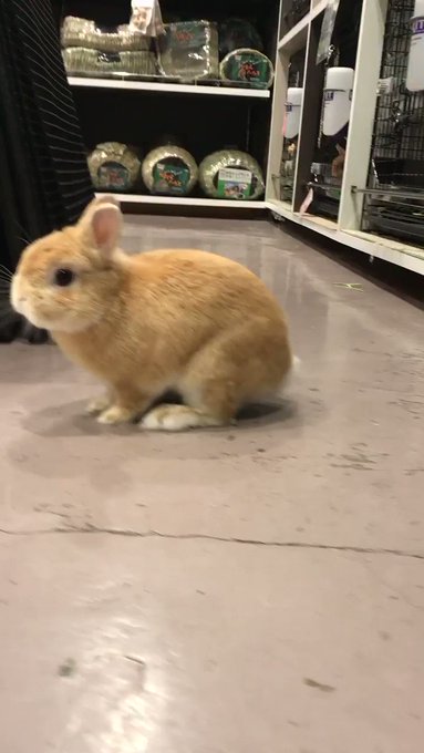 今月も今日でおしまいですね🐰来月もうさちゃん共々皆さまのご来店お待ちしております🥰\みんな ぼくにあいにきてね/#うさぎ 今月も今日でおしまいですね🐰来月もうさちゃん共々皆さまのご来店お待ちしております🥰\みんな ぼくにあいにきてね/#うさぎ