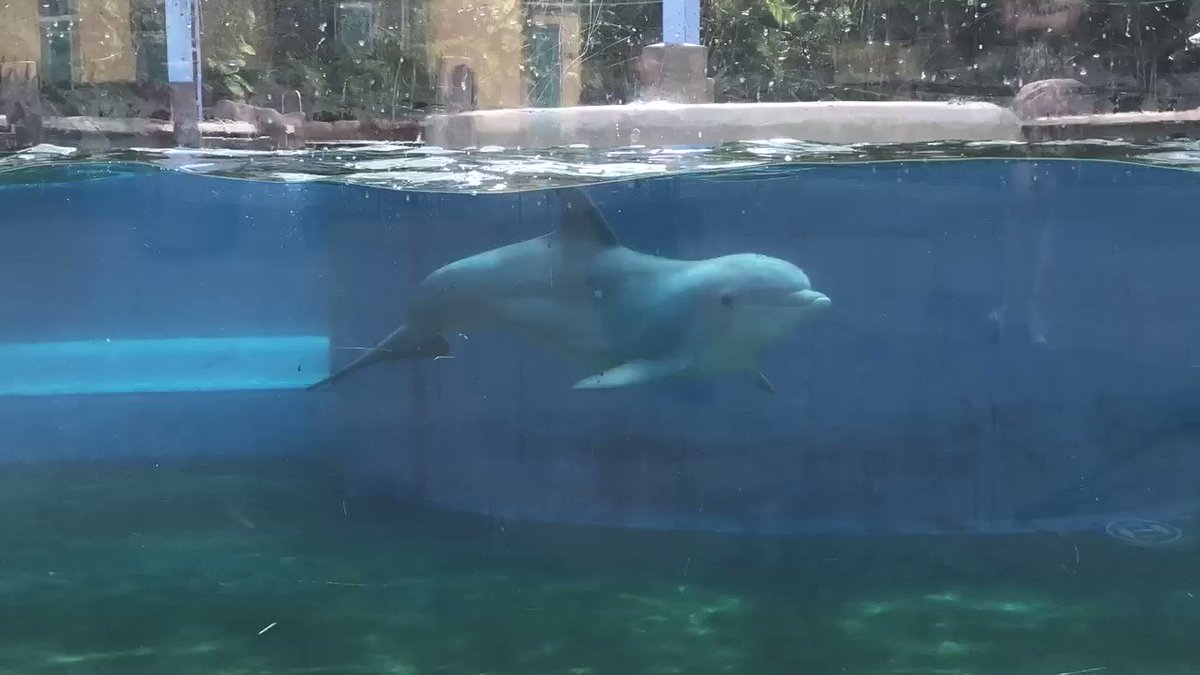 Here’s video from SeaWorld’s Dolphin Nursery. SeaWorld says a baby dolphin...