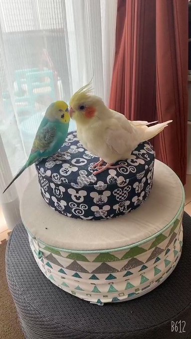 今日のルル子は積極的🐤 今日のルル子は積極的🐤