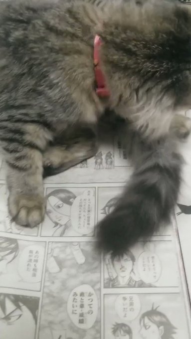 今日のにゃんこ↓毎度の光景(すみません、キングダム読んでるのが映ってるのでまだ読んでないかたはネタバレ注意です)。どうや 今日のにゃんこ↓毎度の光景(すみません、キングダム読んでるのが映ってるのでまだ読んでないかたはネタバレ注意です)。どうや