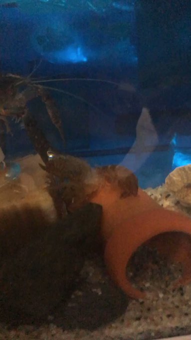 おちんが脱皮をしてとても大きくなりました🦞そしてこんな真夜中にその殻を自分で食べてます👏🏻可愛い❤️ハピゴラ#ザリガニ おちんが脱皮をしてとても大きくなりました🦞そしてこんな真夜中にその殻を自分で食べてます👏🏻可愛い❤️ハピゴラ#ザリガニ