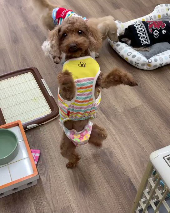 #保護犬カフェ寺田町店ルル子(#プードル、女の子、6才)20秒もバランスよく立ってました😂👏💓あんまり立っちのしすぎは、 #保護犬カフェ寺田町店ルル子(#プードル、女の子、6才)20秒もバランスよく立ってました😂👏💓あんまり立っちのしすぎは、