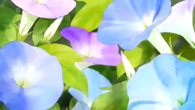 夏ですよ〜あさがおと加瀬さんですよ〜!!! 夏ですよ〜あさがおと加瀬さんですよ〜!!!