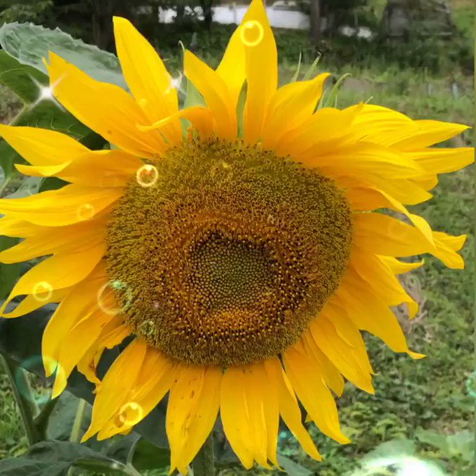皆さんおはようございます🌻🌻🌻 🌻トトロと向日葵🌻 良い花言葉 憧れ✨ 貴方だけを見つめる✨トトロが 皆さんおはようございます🌻🌻🌻 🌻トトロと向日葵🌻 良い花言葉 憧れ✨ 貴方だけを見つめる✨トトロが
