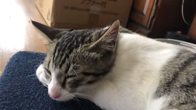 ほら!耳が動くよ。 ほら!耳が動くよ。