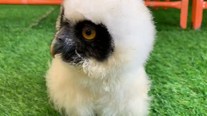 #メガネフクロウちょっとまだビビってるけどめちゃくちゃかわいい😭珍しい個体ですので早い者勝ちです!2日ほどゲーム出来てな #メガネフクロウちょっとまだビビってるけどめちゃくちゃかわいい😭珍しい個体ですので早い者勝ちです!2日ほどゲーム出来てな