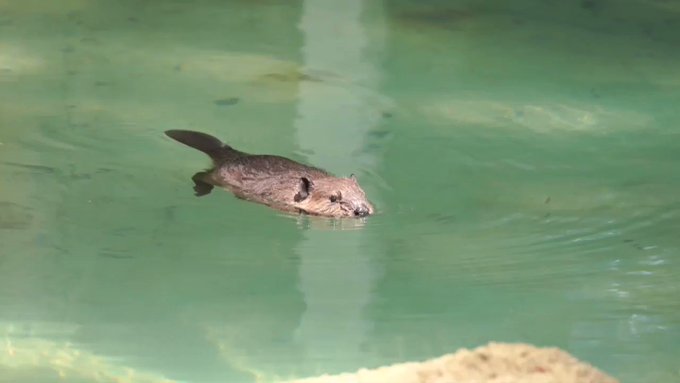 チビーバーの泳ぎが😊そしてDIVE! #千葉市動物公園 #アメリカビーバー チビーバーの泳ぎが😊そしてDIVE! #千葉市動物公園 #アメリカビーバー