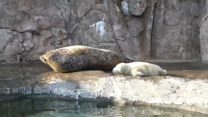 ゴマフアザラシ親子のミルクタイム。やさしい時間から生まれる #世界平和 🕊#旭山動物園 #ゴマフアザラシ #モフモフ # ゴマフアザラシ親子のミルクタイム。やさしい時間から生まれる #世界平和 🕊#旭山動物園 #ゴマフアザラシ #モフモフ #