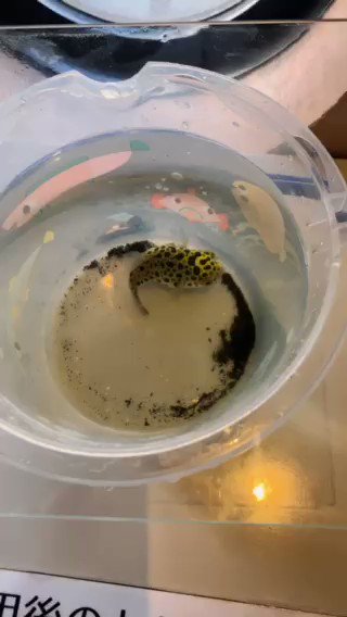 8/6(木) 🐡今日のフーちゃん🐡今日は水を入れ替えるため、バケツで少し待ってもらっています🪣 ごめんねフーちゃん🙏こう 8/6(木) 🐡今日のフーちゃん🐡今日は水を入れ替えるため、バケツで少し待ってもらっています🪣 ごめんねフーちゃん🙏こう