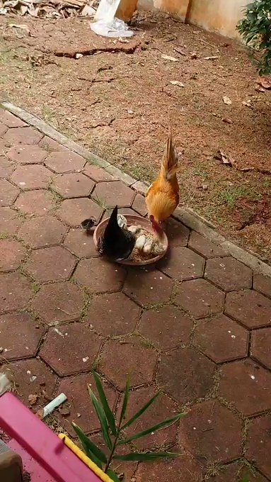 カリメロ(黒チビ)が食べているようには見えない 。身体が小さい上に少食…。 カリメロ(黒チビ)が食べているようには見えない 。身体が小さい上に少食…。