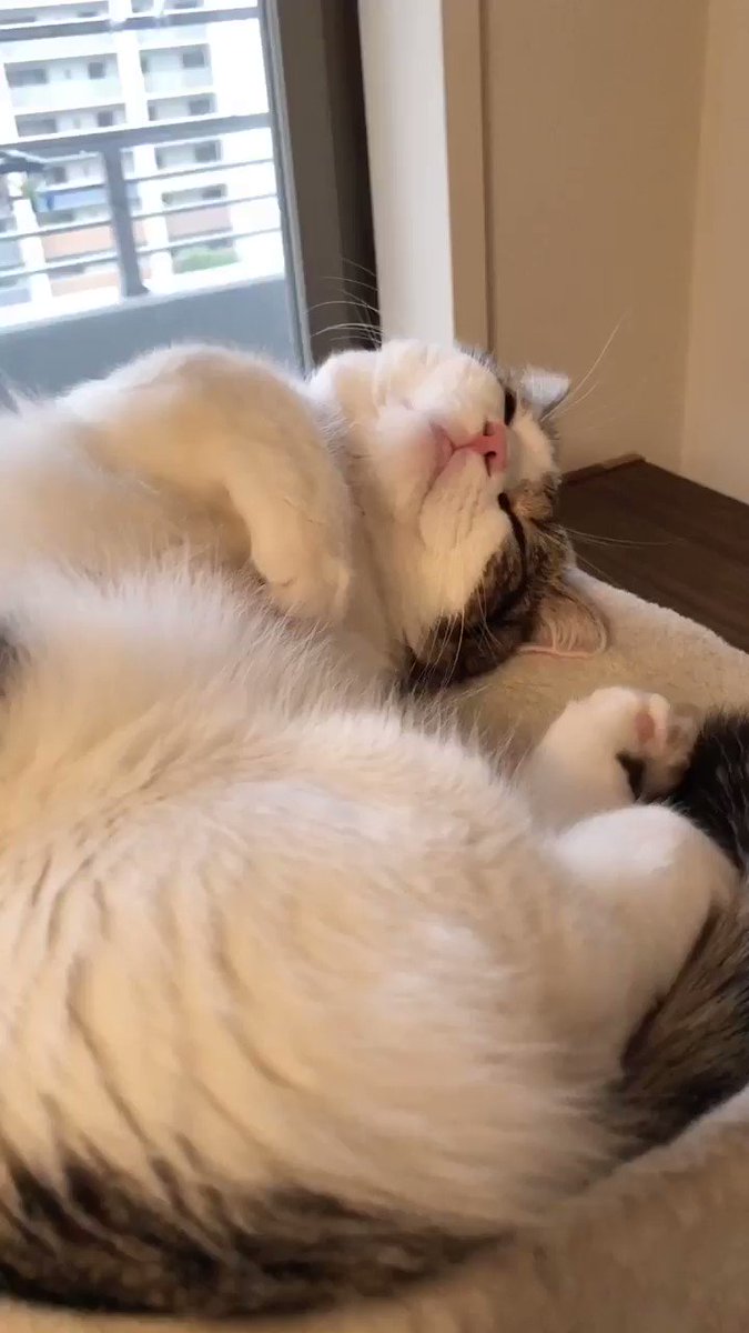 カメラに撮られてる 可愛いポーズしないと って思って瞬時にポージングするライちゃん 笑 猫好きさんと繋がりたい 猫好き 猫のいる生活 猫 癒し Page Me
