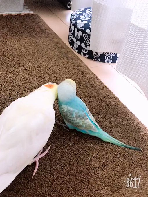 ベイビー師匠時代🐦ルル子が代理ママ🐤 ベイビー師匠時代🐦ルル子が代理ママ🐤