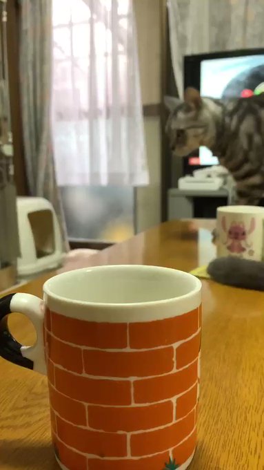 僕、なぜか「オカーン」って言っちゃったニャ😹#飲み物入ってないよ#オカン#猫 #銀 #銀にぃ #銀ちゃん #アメショー 僕、なぜか「オカーン」って言っちゃったニャ😹#飲み物入ってないよ#オカン#猫 #銀 #銀にぃ #銀ちゃん #アメショー
