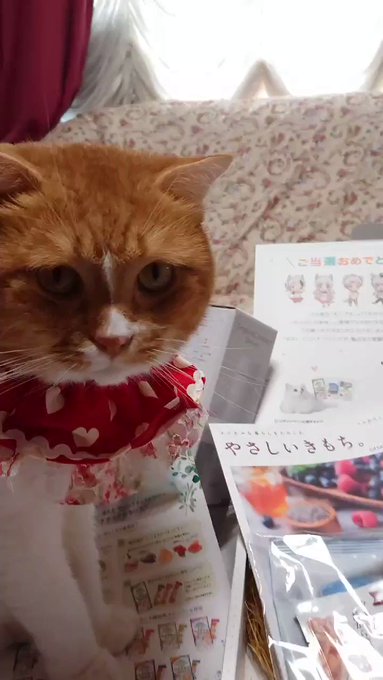 ~🍀~🍀~大好き💓な「モンプチ」サマより「うちタマ?!~うちのタマ知りませんか?~」コラボキャンペーンサマから素敵なプ ~🍀~🍀~大好き💓な「モンプチ」サマより「うちタマ?!~うちのタマ知りませんか?~」コラボキャンペーンサマから素敵なプ
