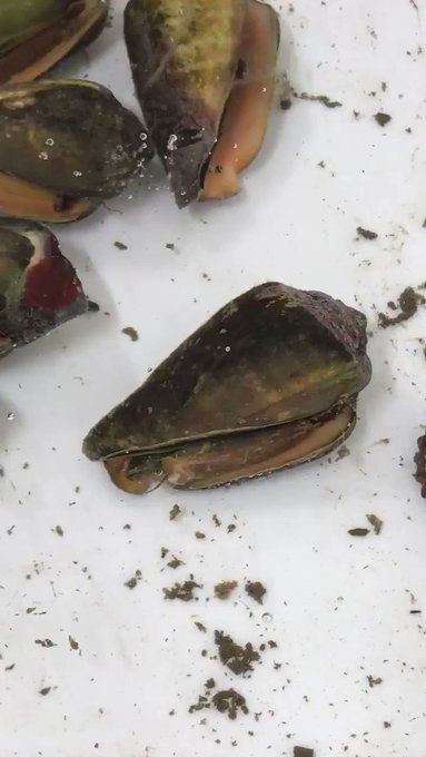 寄生獣の作者の方はきっとマガキガイを見ていたに違いないって思えるよね 寄生獣の作者の方はきっとマガキガイを見ていたに違いないって思えるよね
