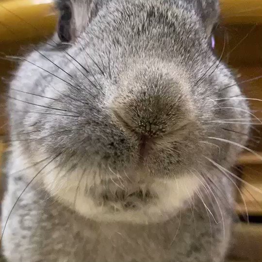 ずーーーっと見てられる🥰#ミニウサギ #シニアうさぎ #グレーうさぎ #bunny #12歳 ずーーーっと見てられる🥰#ミニウサギ #シニアうさぎ #グレーうさぎ #bunny #12歳