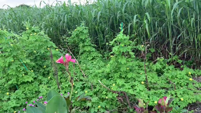 与論島 朝散歩🚶♂️ 9/24木曜日 AM6:15陽の出😶時刻 曇り#Island yoron #JAPAN 🐉 与論島 朝散歩🚶♂️ 9/24木曜日 AM6:15陽の出😶時刻 曇り#Island yoron #JAPAN 🐉