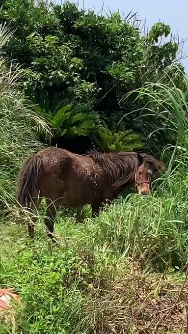 あの日の与論島馬🐴、蝶🦋、魚🐟ただ海があるだけ#Island yoron #Japan 🏝 あの日の与論島馬🐴、蝶🦋、魚🐟ただ海があるだけ#Island yoron #Japan 🏝