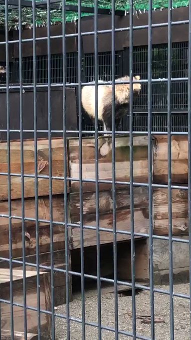 今回の降りルート4分くらい上にご滞在9/23/2020#帯広 #おびひろ動物園 #タヌキ #エゾタヌキ #君の名は 今回の降りルート4分くらい上にご滞在9/23/2020#帯広 #おびひろ動物園 #タヌキ #エゾタヌキ #君の名は