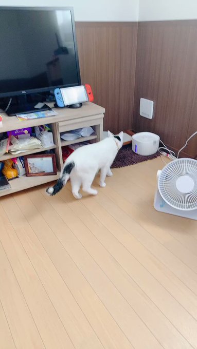 シオンが興味津々で飲みに行ったのにワイが近づくと逃げる😗給水器の音はほぼ無音かも!耳をすませば微かに水の音がピチャンとす シオンが興味津々で飲みに行ったのにワイが近づくと逃げる😗給水器の音はほぼ無音かも!耳をすませば微かに水の音がピチャンとす