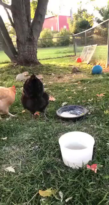 「ニワトリはフリーズしました」Chicken.exe has stopped working笑ってしまった。確かにニワト 「ニワトリはフリーズしました」Chicken.exe has stopped working笑ってしまった。確かにニワト