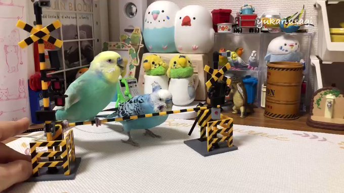 イクラとタラの踏切時間飼い主です。イクラがどいてくれません。※よいこはマネをしないでください。 イクラとタラの踏切時間飼い主です。イクラがどいてくれません。※よいこはマネをしないでください。