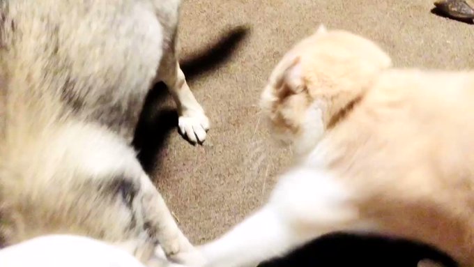 おおかみこどもより猫は強いR.I.P らっちゃん#猫の日 おおかみこどもより猫は強いR.I.P らっちゃん#猫の日
