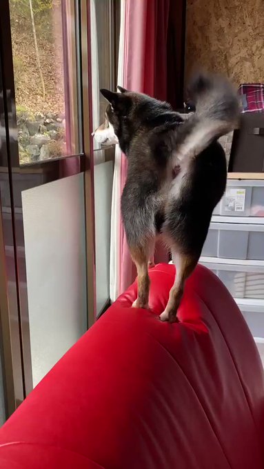 大好きな お姉ちゃんが来たよ🤣💕こてつくん お尻ブリブリだね~😂😂😂❣️嬉しいね😊#柴犬 大好きな お姉ちゃんが来たよ🤣💕こてつくん お尻ブリブリだね~😂😂😂❣️嬉しいね😊#柴犬