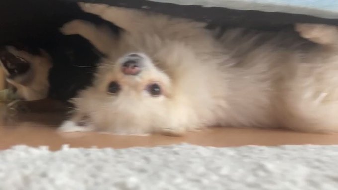 天地無用ポメラニアンカメラ目線忘れないかわいさ😚#犬 #ポメラニアン #多頭飼い #犬のいる生活 天地無用ポメラニアンカメラ目線忘れないかわいさ😚#犬 #ポメラニアン #多頭飼い #犬のいる生活