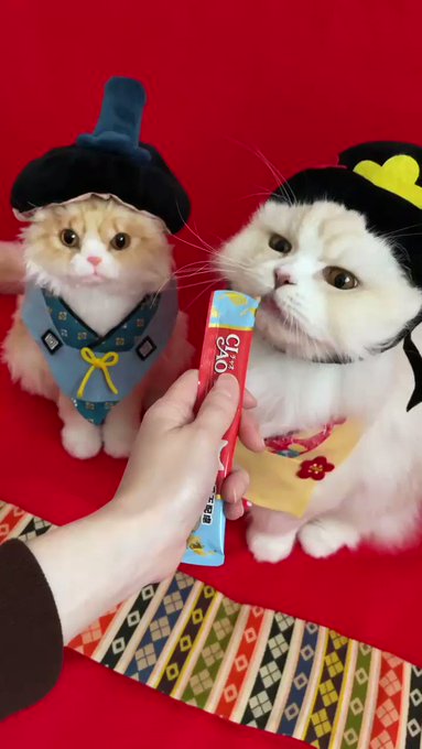 明日は #ひなまつり 🎎大好きな #ちゅーる で前夜祭😻【キャスト】お雛様→ もふもふ金さんお内裏様→コキンさん#PEC 明日は #ひなまつり 🎎大好きな #ちゅーる で前夜祭😻【キャスト】お雛様→ もふもふ金さんお内裏様→コキンさん#PEC